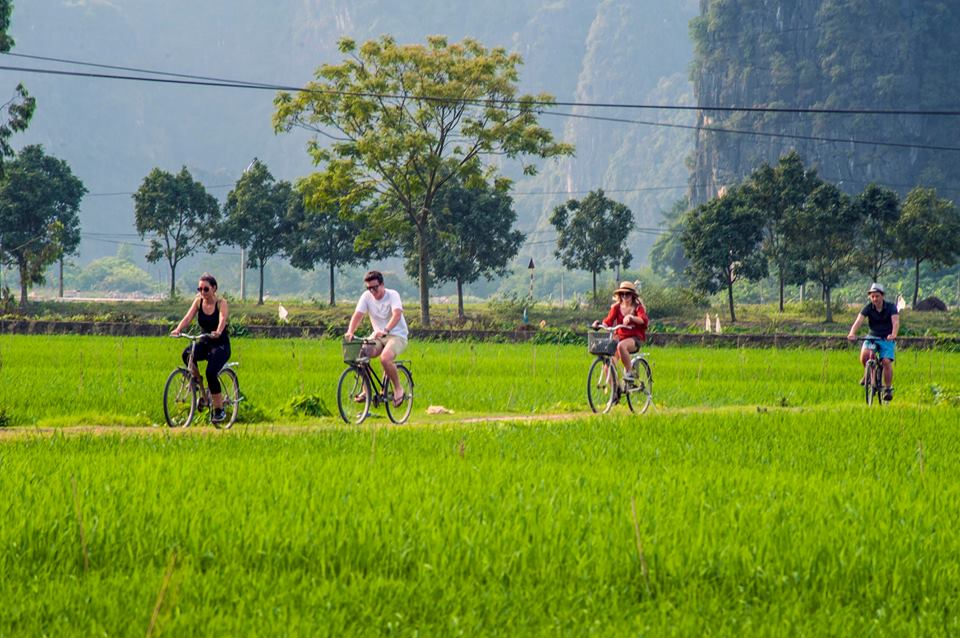 Hoạt động đạp xe thú vị của du khách qua cánh đồng lúa